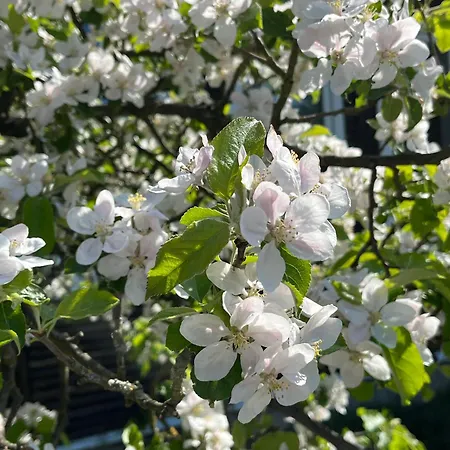 Haus 8 Am Grimnitzsee Mit Sauna Joachimsthal