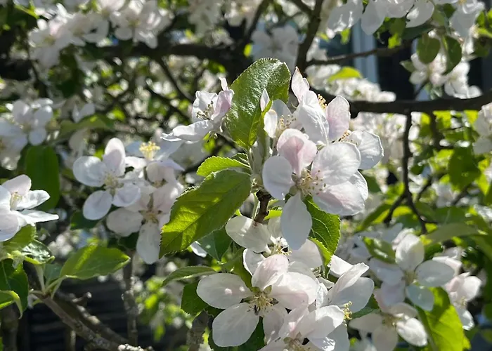 Haus 8 Am Grimnitzsee Mit Sauna Joachimsthal